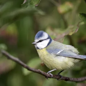 Blue tit (Cyanistes caeruleus) Blue tit (Cyanistes caeruleus)