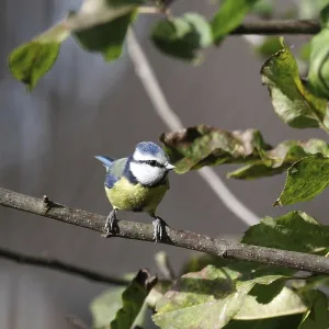 Blue tit (Cyanistes caeruleus) Blue tit (Cyanistes caeruleus)
