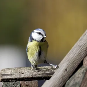 Blue tit (Cyanistes caeruleus) Blue tit (Cyanistes caeruleus)