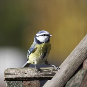 Blue tit (Cyanistes caeruleus) Blue tit (Cyanistes caeruleus)