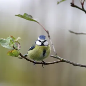 Blue tit (Cyanistes caeruleus)
