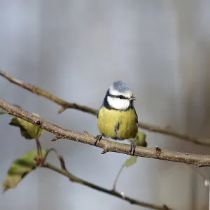 Blue tit (Cyanistes caeruleus)