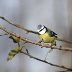 Blue tit (Cyanistes caeruleus)
