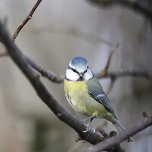 Blue tit (Cyanistes caeruleus) Blue tit (Cyanistes caeruleus)