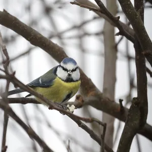 Blue tit (Cyanistes caeruleus) Blue tit (Cyanistes caeruleus)