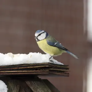 Blue tit (Cyanistes caeruleus) Blue tit (Cyanistes caeruleus)