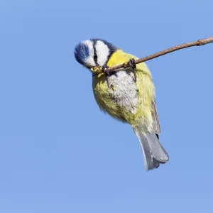 Blue tit (Cyanistes caeruleus)