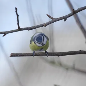 Blue tit (Cyanistes caeruleus) Blue tit (Cyanistes caeruleus)