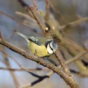 Blue tit (Cyanistes caeruleus) Blue tit (Cyanistes caeruleus)
