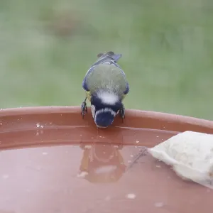 Blue tit (Cyanistes caeruleus)