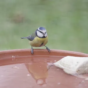 Blue tit (Cyanistes caeruleus)