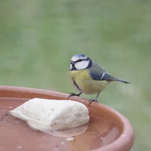 Blue tit (Cyanistes caeruleus)
