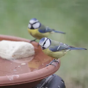 Blue tit (Cyanistes caeruleus)