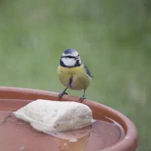 Blue tit (Cyanistes caeruleus)