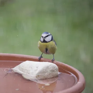 Blue tit (Cyanistes caeruleus)