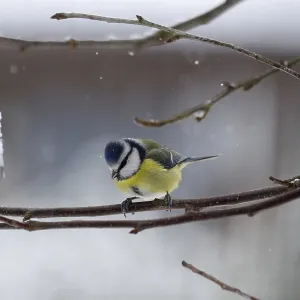 Blue Tit in Winter Snow Print Blue Tit in Winter Snow Print