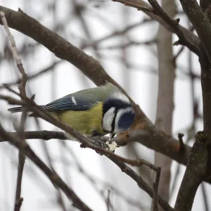 Blue Tit Winter Scene Print Blue Tit Winter Scene Print