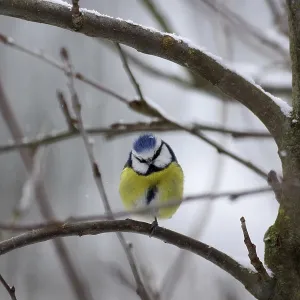 Blue Tit in Winter Print: Cyanistes caeruleus Blue Tit in Winter Print: Cyanistes caeruleus