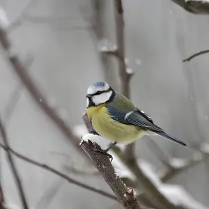Blue Tit Print: Winter Scene in Germany Blue Tit Print: Winter Scene in Germany