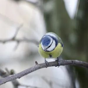 Blue Tit Print - Winter Portrait Blue Tit Print - Winter Portrait
