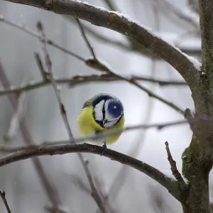 Blue Tit Print, Winter Scene with Snow Blue Tit Print, Winter Scene with Snow