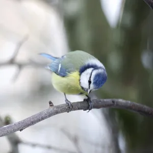 Blue Tit Print - Portrait of Cyanistes caeruleus in Winter Blue Tit Print - Portrait of Cyanistes caeruleus in Winter