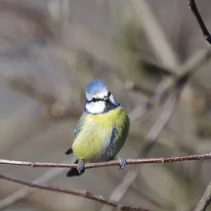 Blue tit (Cyanistes caeruleus)
