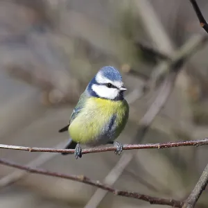 Blue tit (Cyanistes caeruleus)