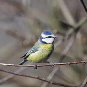 Blue tit (Cyanistes caeruleus)