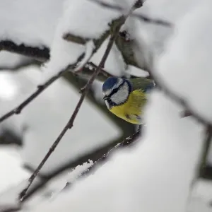 Blauhäher (Cyanistes caeruleus)