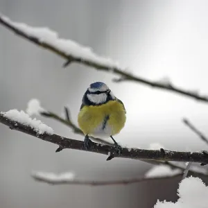 Blauhäher (Cyanistes caeruleus)