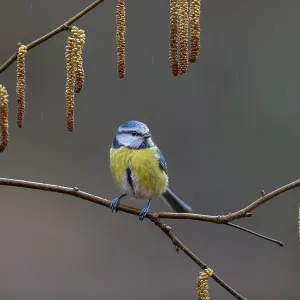 Blue tit (Cyanistes caeruleus) on the branch of a hazelnut