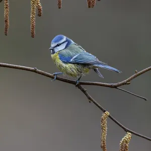Blue tit (Cyanistes caeruleus) on the branch of a hazelnut
