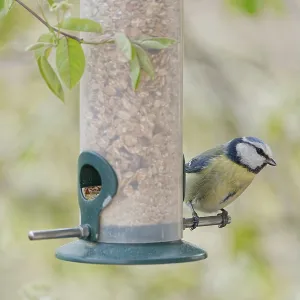 Blue tit (Cyanistes caeruleus) eating seeds from a feeder Blue tit (Cyanistes caeruleus) eating seeds from a feeder