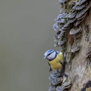 A blue tit (Cyanistes caeruleus) inspecting the branch of a beech tree
