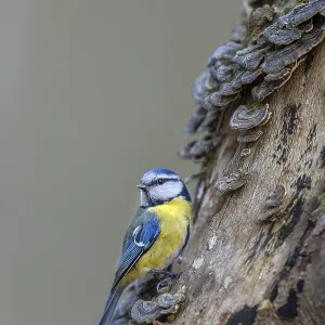 A blue tit (Cyanistes caeruleus) inspecting the branch of a beech tree
