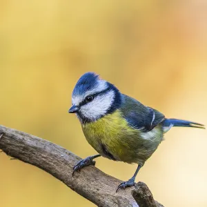 Blue Tit Perched Print (Cyanistes caeruleus) Blue Tit Perched Print (Cyanistes caeruleus)
