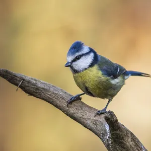 Blue tit (Cyanistes caeruleus) perched on a branch Print Blue tit (Cyanistes caeruleus) perched on a branch Print