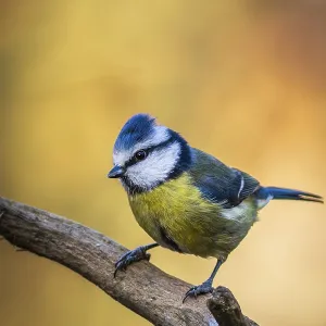 Blue Tit Print: Cyanistes caeruleus Perched on a Branch Blue Tit Print: Cyanistes caeruleus Perched on a Branch