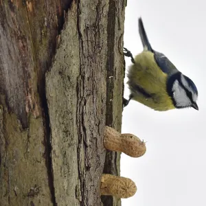 Blue Tit Picks Up Peanut in Winter Print, Germany Blue Tit Picks Up Peanut in Winter Print, Germany