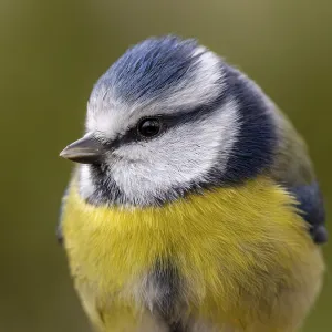 Blue Tit Portrait Print, Hochrhein Garden, Germany Blue Tit Portrait Print, Hochrhein Garden, Germany