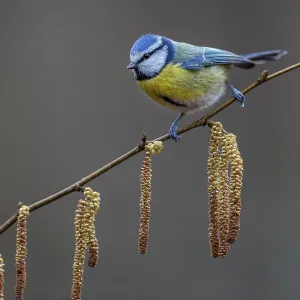 A blue tit (Cyanistes caeruleus) has made a short stopover