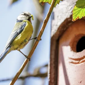 A blue tit (Cyanistes caeruleus) sitting on a branch near a birdhouse under a blue sky and green foliage A blue tit (Cyanistes caeruleus) sitting on a branch near a birdhouse under a blue sky and green foliage
