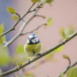 A blue tit (Cyanistes caeruleus) sitting on a branch surrounded by fresh foliage and a blurred background A blue tit (Cyanistes caeruleus) sitting on a branch surrounded by fresh foliage and a blurred background