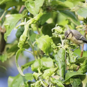 Blue tit (Cyanistes caeruleus) sitting in the bushes and looking for food