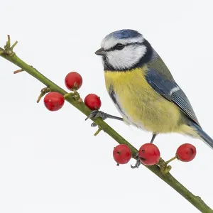 Blue tit (Cyanistes caeruleus) in the snow