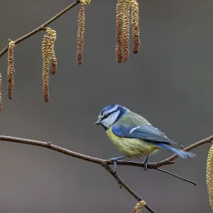 A blue tit (Cyanistes caeruleus) waiting impatiently at the feeding place