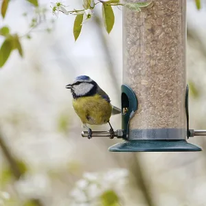 Blue tit eating seeds from a feeder Blue tit eating seeds from a feeder