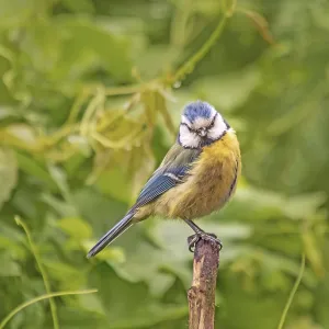 Blue tit 'Parus caeruleus' Print - European Wildlife Blue tit 'Parus caeruleus' Print - European Wildlife
