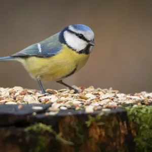 Blue tit (Parus caeruleus) at a feeding site Blue tit (Parus caeruleus) at a feeding site